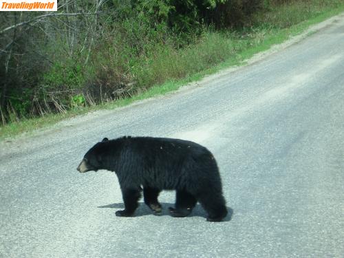 Kanada: canada 107 / Black Bear
