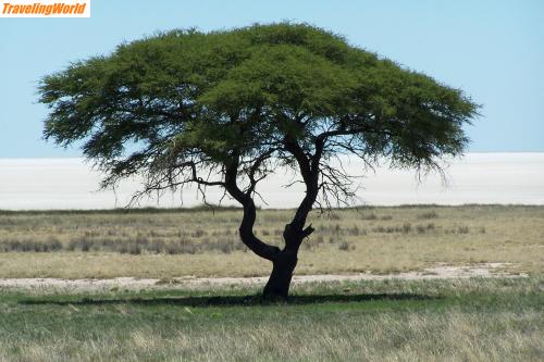 Namibia: 077 schirm akazie vor der pfanne / schirmakazie