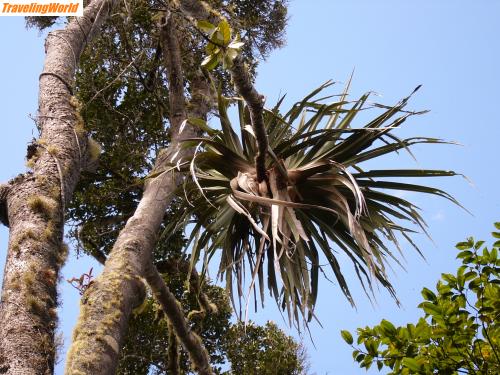 Madagaskar: mada 2005 a 020 / Orchidee hoch oben an einem Baum