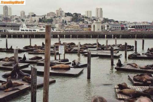 USA: Seelöwen / San Francisco: Seelöwen am Pier 39
