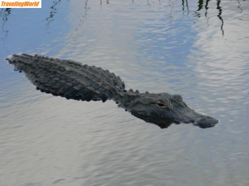 USA: alligator / Tierwelt in den Everglades.....einfach zu erkennen.... ein Alligator!