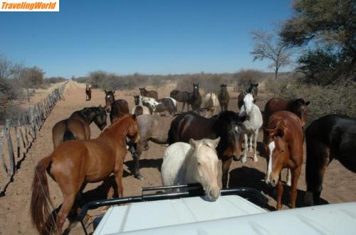 Namibia: 2005-16-7 0167 Pferde / Auf der Pferde-Farm meines Freundes