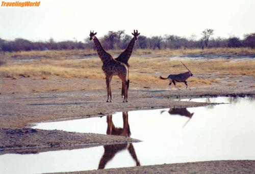 Namibia: 51-giraffen-spiegelung / 