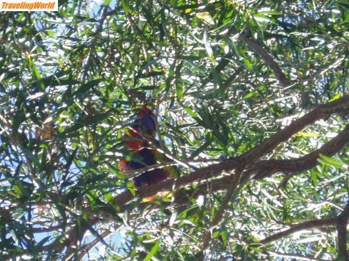 Australien: P6220011 / Wer findet den Papagei ?