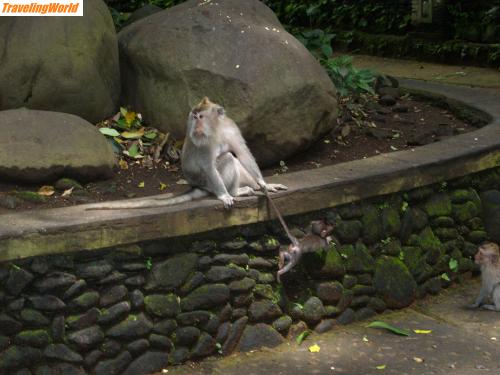 Indonesien: PB062558 / Monkeyforrest in Ubud (Bali)