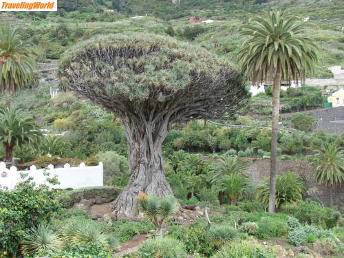 Spanien: DSC05627 / In Icod de los Vinos steht der Drago Milenario, der bekannteste Drachenbaum
