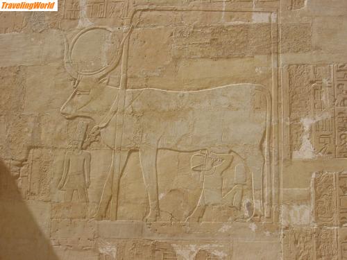gypten: SL700216 / Darstellung im Hatschepsuttempel
Unter Hathor(Kuh) wird der Pharao dargestellt, wie er göttlich genährt wird, unter dem Kopf der Kuh wird Amun(Gott) gezeigt