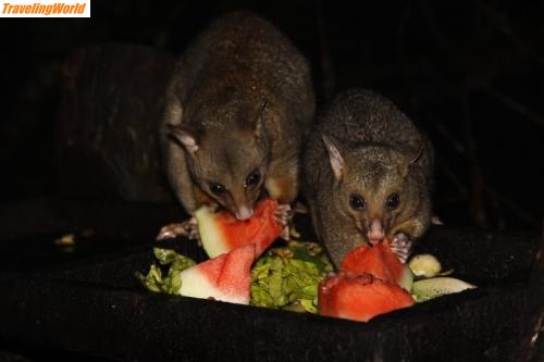 Australien: IMG_1777 (800x533) / Possums in Eungella
