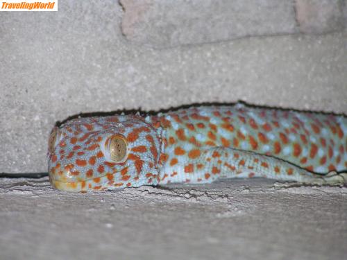Thailand: P3160470 / Gecko