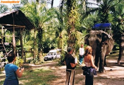 Thailand: Elefant / 