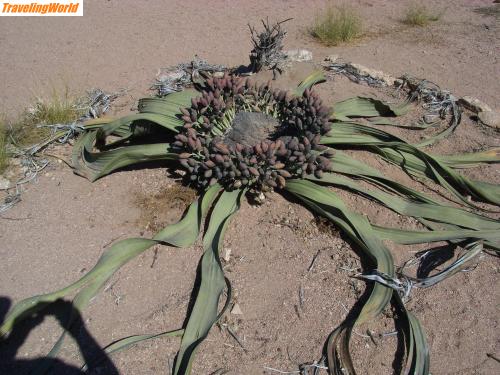 Namibia: RIMG0221 / Welwitschia