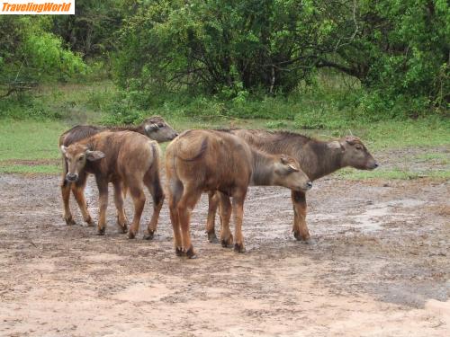Sri Lanka: DSCF1173 / Wasserbüffel-Kälber zum Gruppenfoto