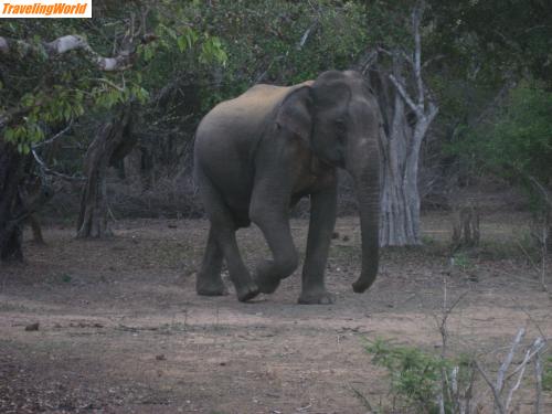 Sri Lanka: IMG_0115 / Auch dieser Elefant kommt uns zur Begrüßung entgegen...