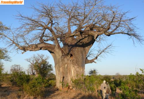 Simbabwe: P1000820 / Baobab im Gonarezhou NP

morgendlicher Game Walk