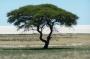 Namibia: 077 schirm akazie vor der pfanne