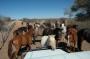 Namibia: 2005-16-7 0167 Pferde