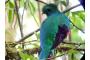 Costa Rica: Monteverde Reservat-Santa Elena (12)a