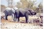 Namibia: 53-elefanten-sw