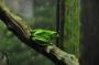 Australien: Zoo_green frog