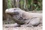 Indonesien: Komodo dragon 9