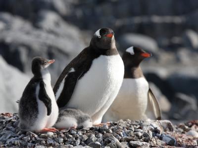 Pinguin-P&auml;rchen