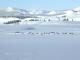 Yellowstone-Park im Winter