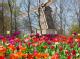 Blumenmeer im Keukenhof