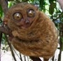Userfoto
