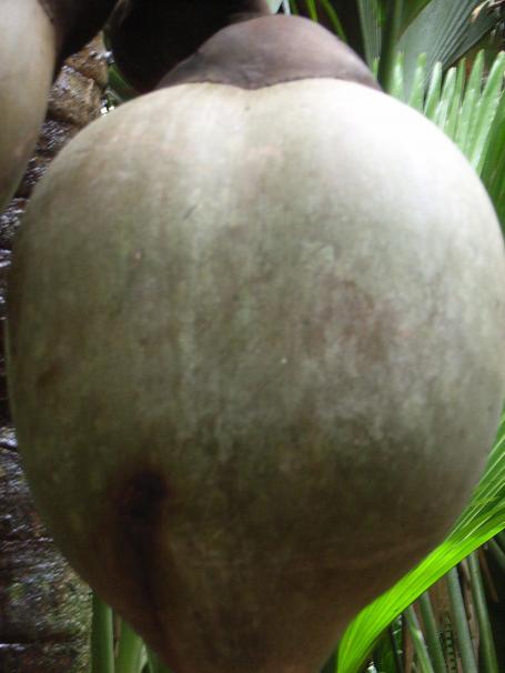 Seychellen