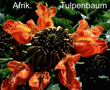 Dominikanische Republik