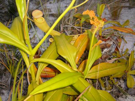 Madagaskar