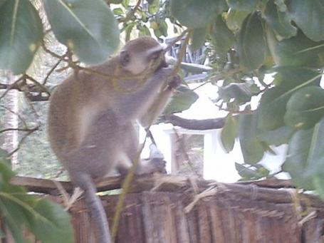 Kenia