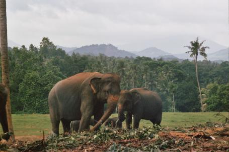Sri Lanka