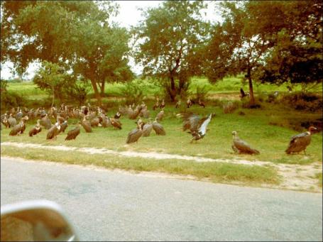 Indien