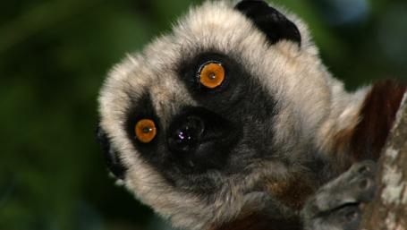 Madagaskar