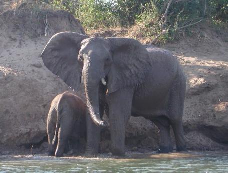 Reiseführer Simbabwe Afrika TravelingWorld