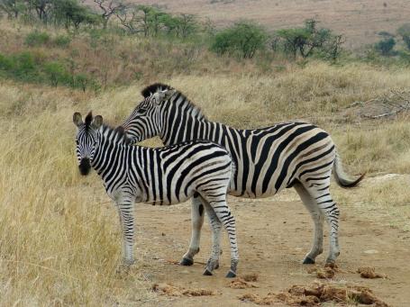 Sdafrika