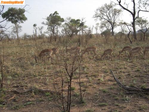 Sdafrika: CIMG0317 / 