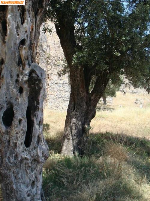 Trkei: Olivenbäume Mamura-Burg / Olivenbäume im Hof der Burg Kap Anamur