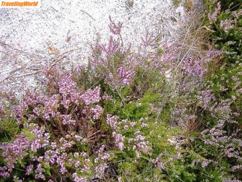 Dnemark: DKHeide / Jütland - die Heide blüht