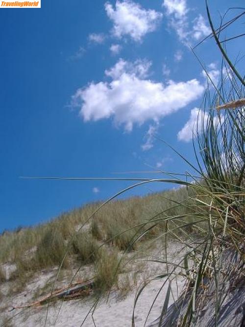 Dnemark: DK0806_038 / in den Dünen von Nymindegab
