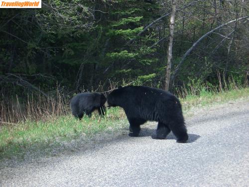 Kanada: canada 108 / Black Bear