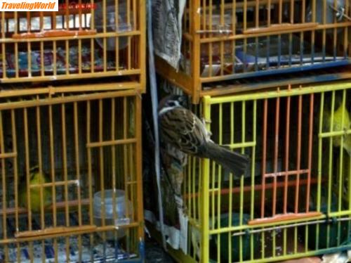 China: ©birdmarket / Birdmarket: es lebe die Freiheit!