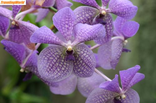 Neuseeland: 60 / Botanischer Garten Christchurch
