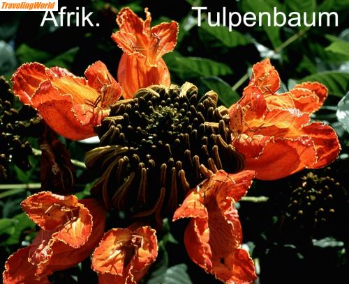 Dominikanische Republik: Afrik.-Tulpenbaum1 / Afrikanischer Tulpenbaum