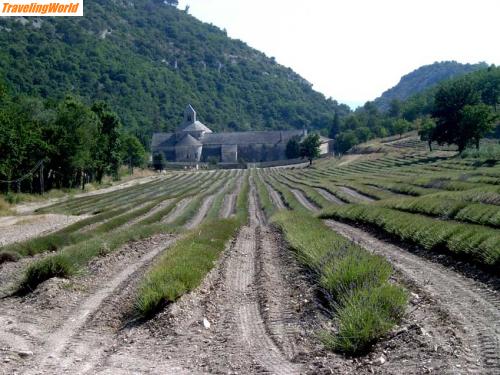 Frankreich: web-1217Senanq / Das Senanque-Kloster steht noch, der Lavendel leider nicht mehr