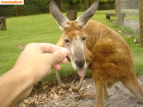 Australien: DSC02281 / MY Friend Johnnie :-)