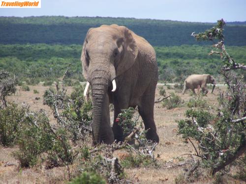 S�dafrika: 100_0640 / Im Addo Elephant Park (4000 Elefanten)
