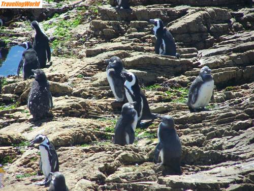 S�dafrika: 100_0833 / Pinguine am Kap