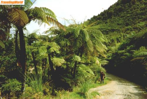 Neuseeland: 003nz / coromandel